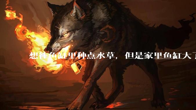 想往鱼缸里种点水草，但是家里鱼缸大了买水草泥或者底砂太贵了，有没有生活中可以替代的物品或其他建议？